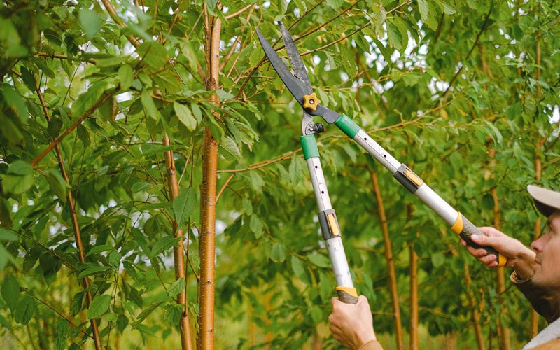 Tree trimming in Amherst, WI